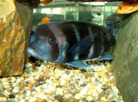 Cyphotilapia frontosa