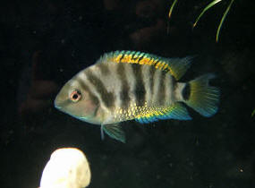 Archocentrus "Cichlasoma" nigrofasciatum